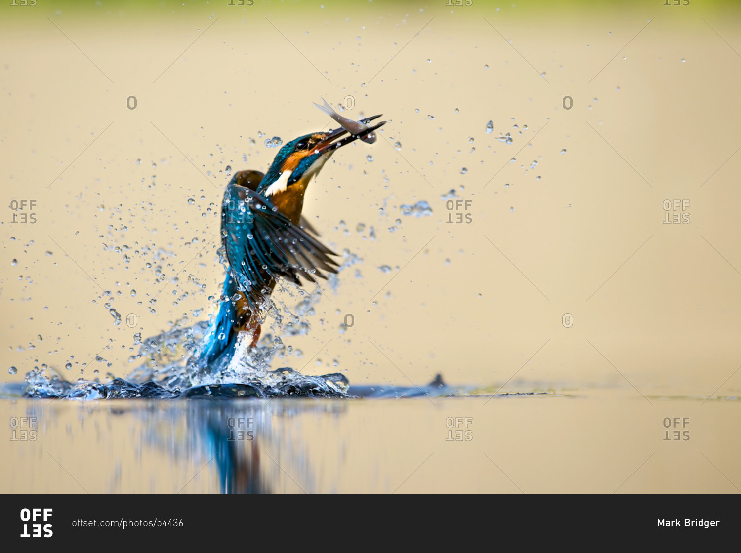 Portrait of kingfisher bird catching fish - Stock Image - Everypixel