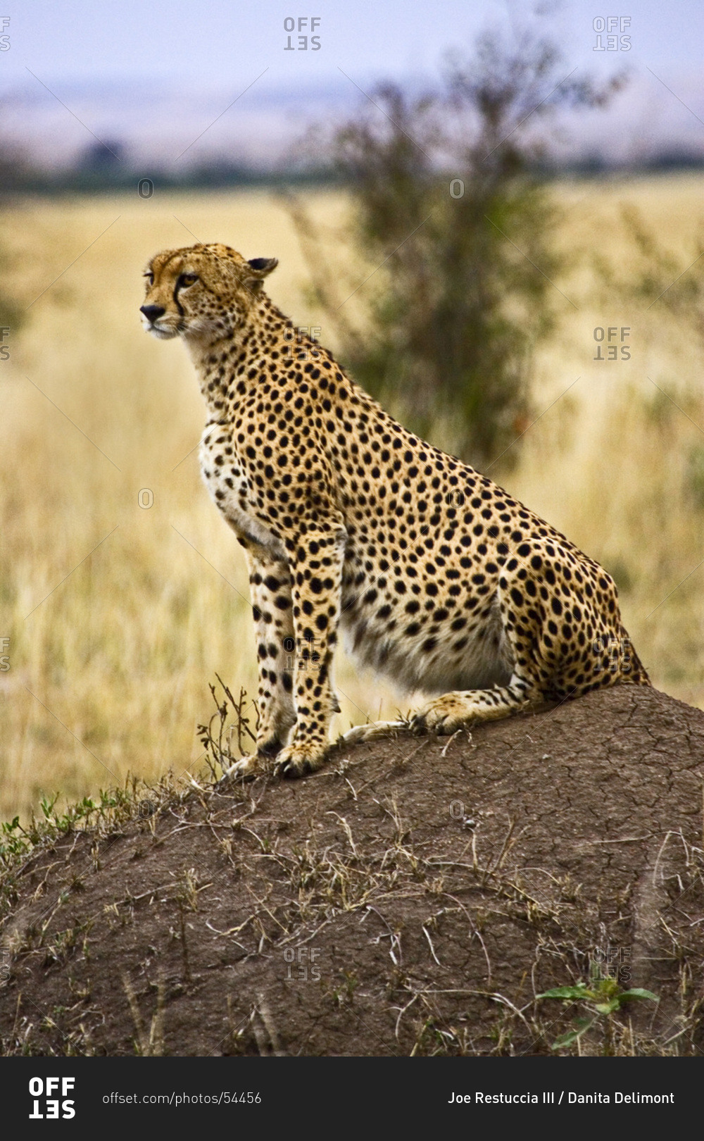A Cheetah in the brush at the Maasai Mara Kenya