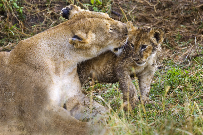 Lion Cub being cleaned by mother in the Maasai Mara Kenya stock photo ...