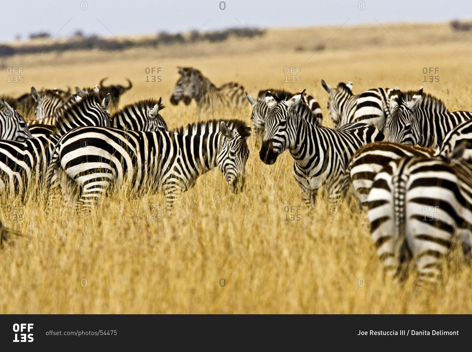 Zebras herding in the fields of the Maasai Mara Kenya