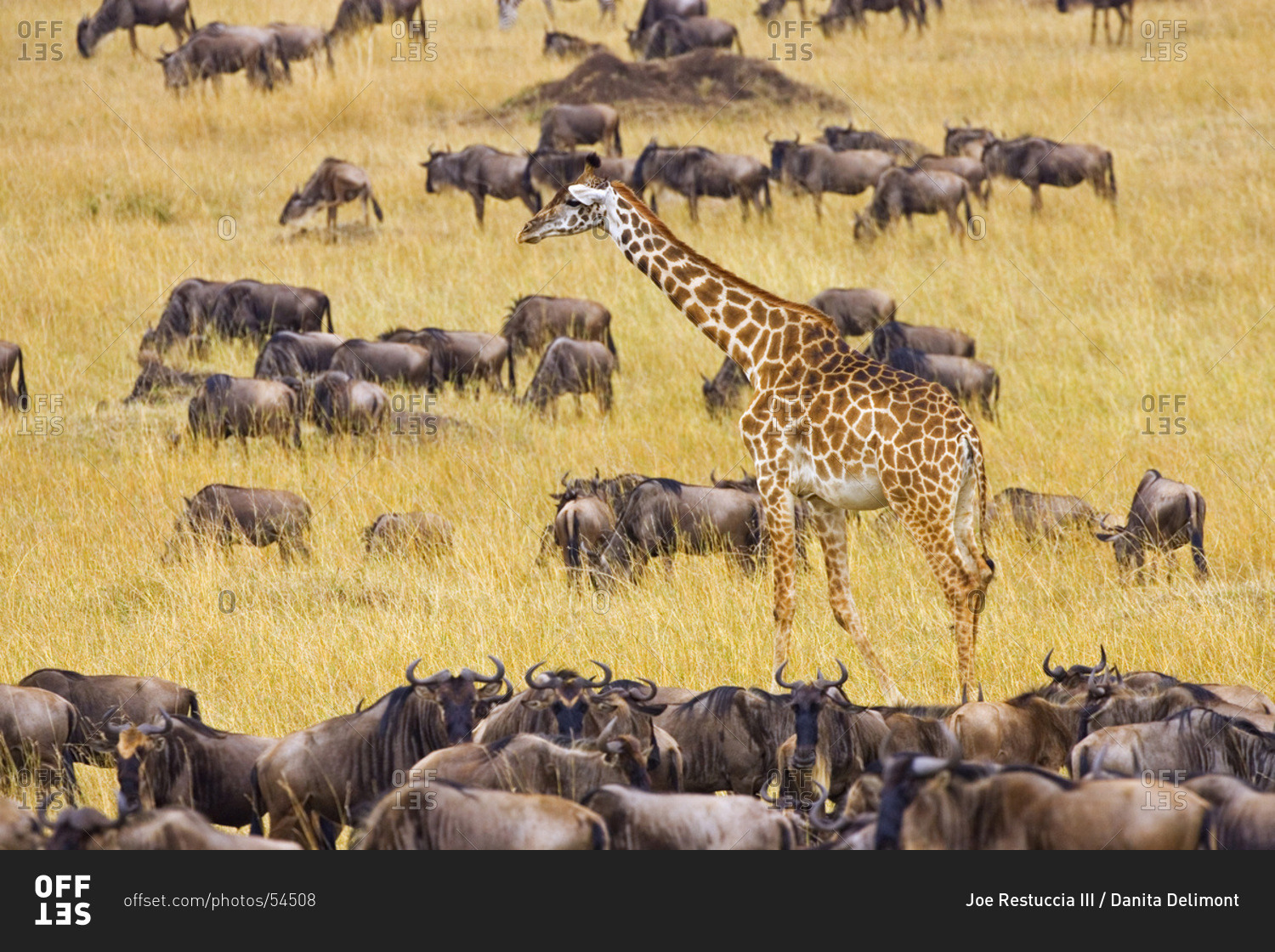 Crossing of the Mara River by Giraffes and wildebeest, Connochaetes taurinus,  migrating in the Maasai Mara Kenya