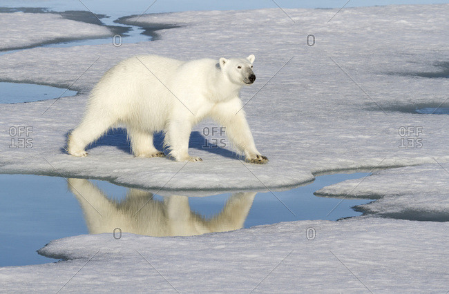 polar bear hunting stock photos - OFFSET