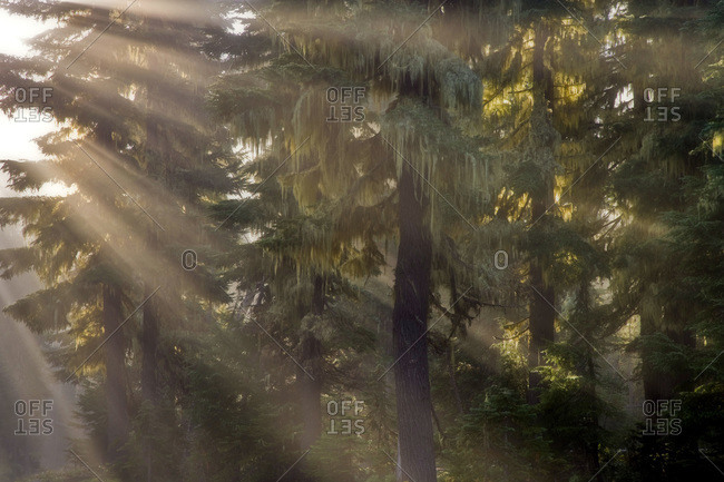 USA,  Oregon,  Willamette National Forest, sun rays illuminate a foggy forest and road