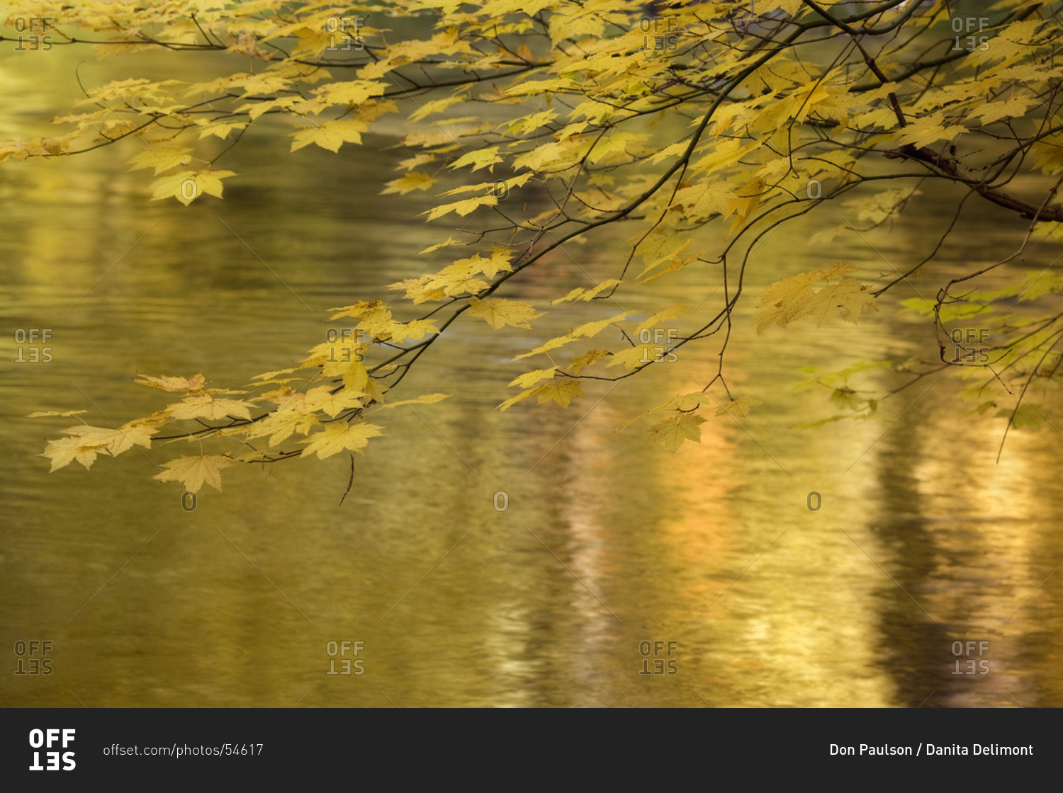USA,  Oregon,  Rogue River National Forest Vine maple branch over golden water of Rogue River