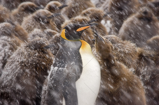 UK Territory, South Georgia Island, Salisbury Plain. Young king penguin begging food from mother in snowstorm.