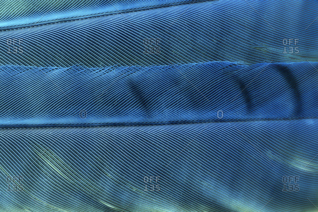 Detail of blue Jay feathers.