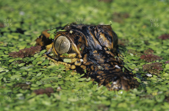 American Alligator, Alligator mississipiensis, young in duckweed camouflaged, Welder Wildlife Refuge, Sinton, Texas, USA, June