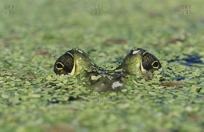 Bullfrog, Rana catesbeiana, adult in duckweed camouflaged, Welder Wildlife Refuge, Sinton, Texas, USA, May