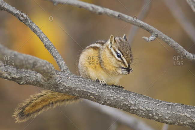 Least Chipmunk, Tamias minimus, adult eating berries, Grand Teton, Wyoming, September
