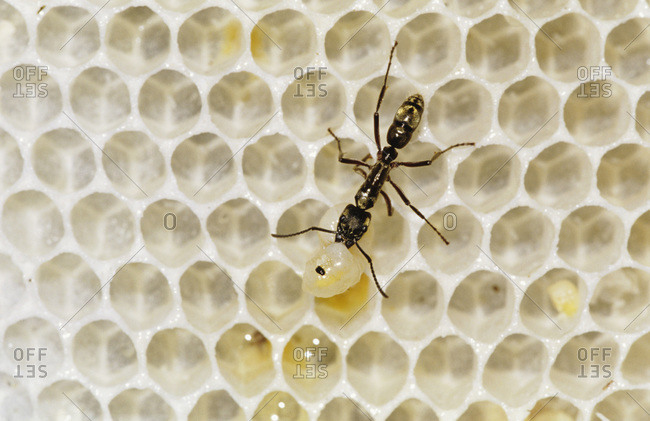 Ant, Formicidae, ant on bee hive with bee larva as prey, The Inn at Chachalaca Bend, Cameron County, Rio Grande Valley, Texas, USA, May