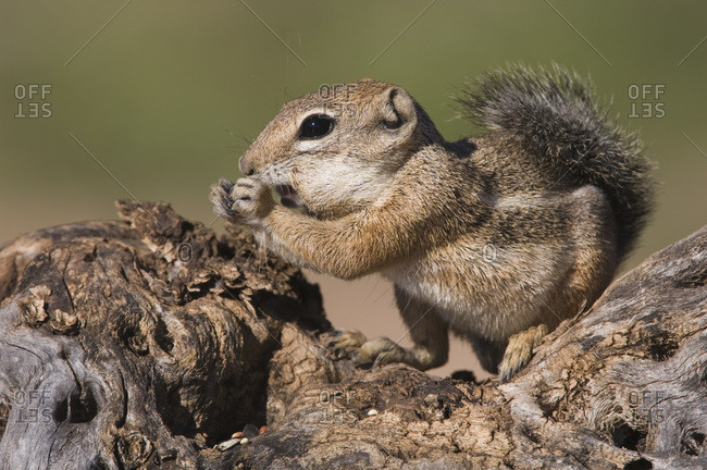 Harris's Antelope Squirrel, Ammospermophilus harrisii, adult on branch, Tucson, Arizona, USA, September