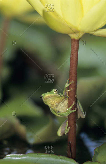 Green Tree frog, Hyla cinerea, adult on yellow water lily, Welder Wildlife Refuge, Sinton, Texas, USA, May