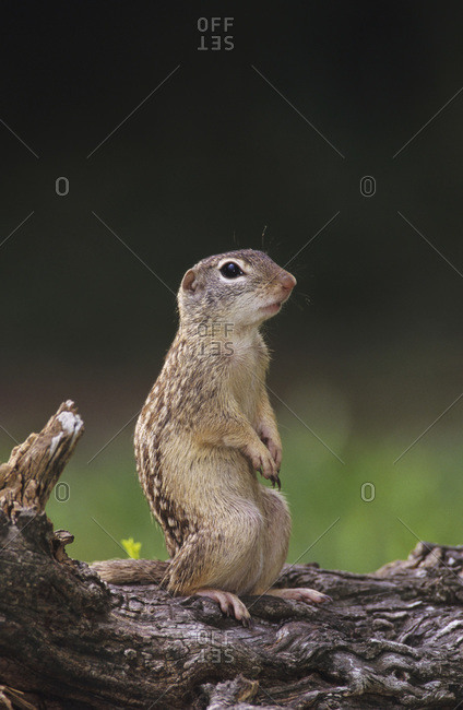 Mexican Ground Squirrel, Spermophilus mexicanus, adult, The Inn at Chachalaca Bend, Cameron County, Rio Grande Valley, Texas, USA, May