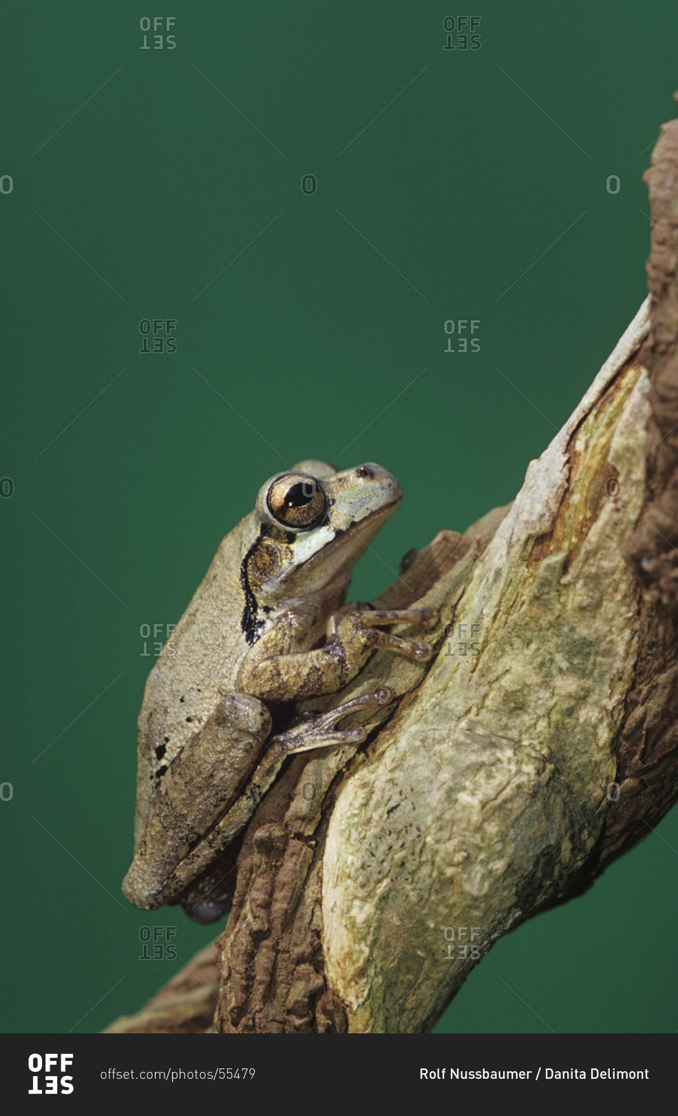 Mexican Tree frog, Smilisca baudinii, adult on Tree Bark, The Inn at Chachalaca Bend, Cameron County, Rio Grande Valley, Texas, USA, May