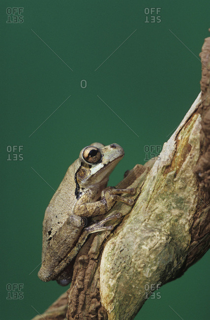 Mexican Tree frog, Smilisca baudinii, adult on Tree Bark, The Inn at Chachalaca Bend, Cameron County, Rio Grande Valley, Texas, USA, May