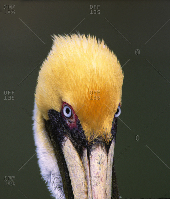 Male Brown Pelican in breeding plumage, Sanibel Island, Florida, USA
