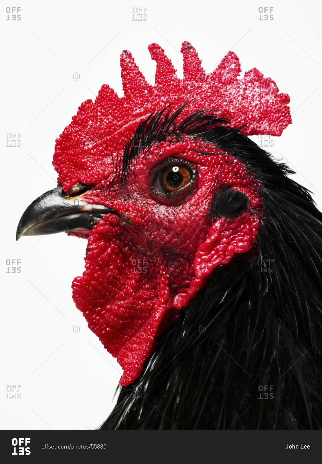 Side-view of rooster isolated on white background