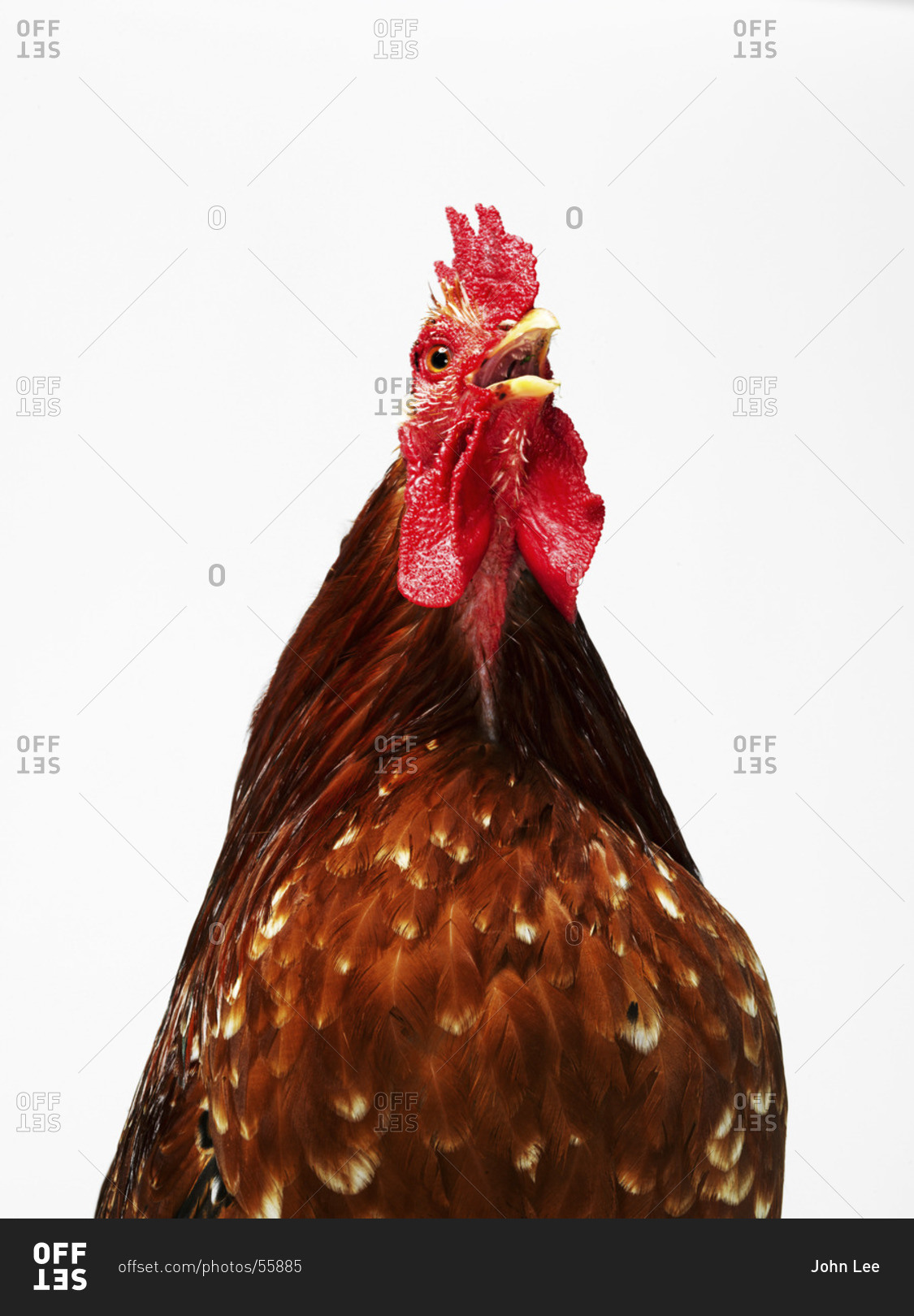 Chicken isolated on white background