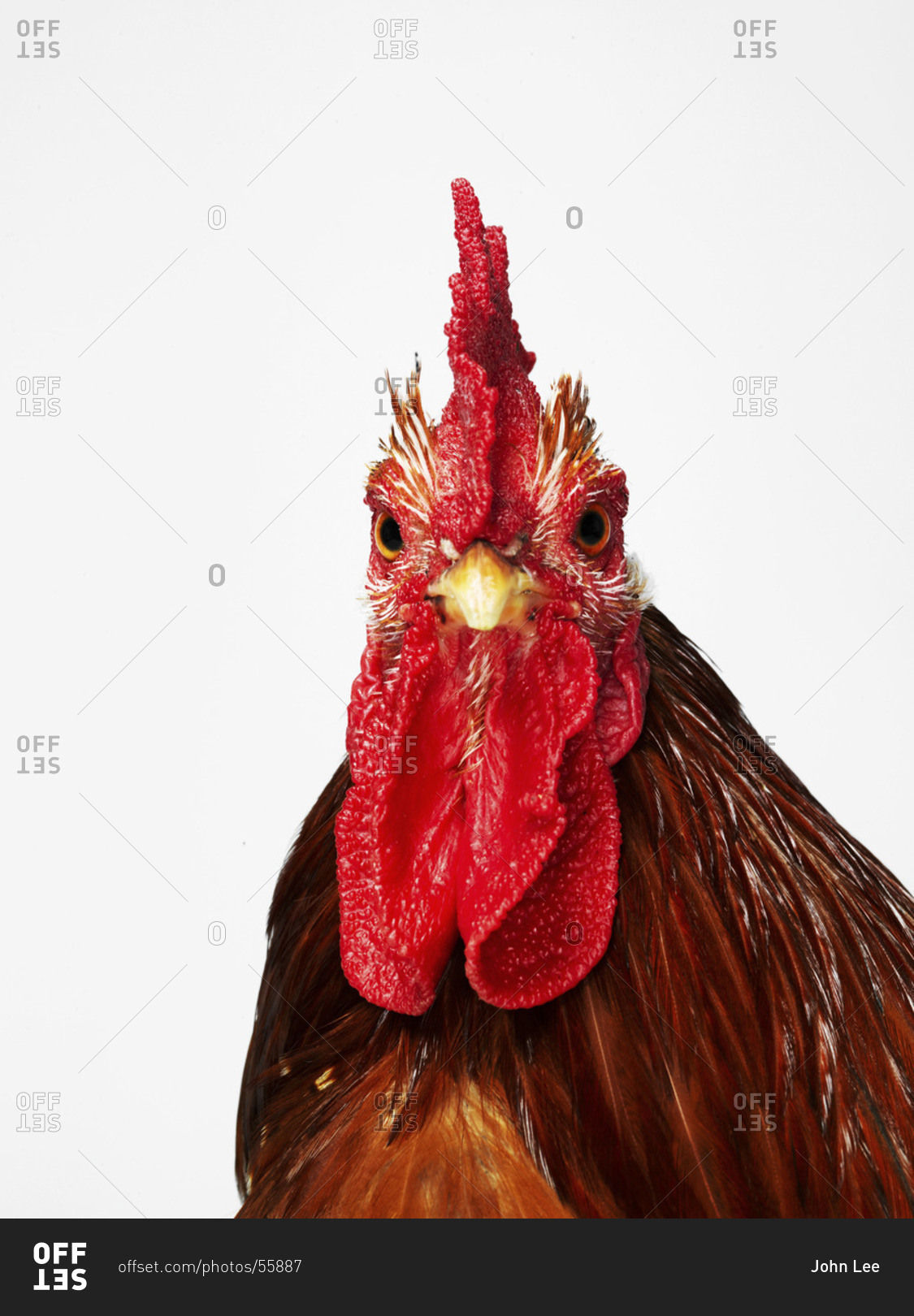 Chicken isolated on white background
