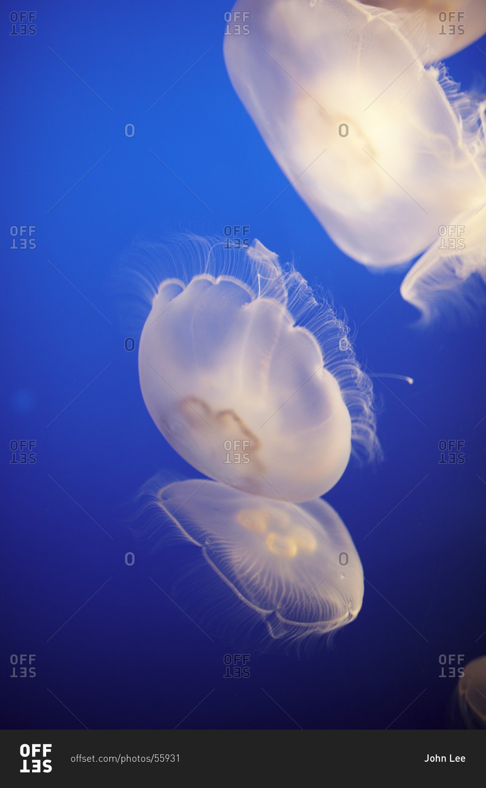 Moon Jellyfish on public display in Monterey, California