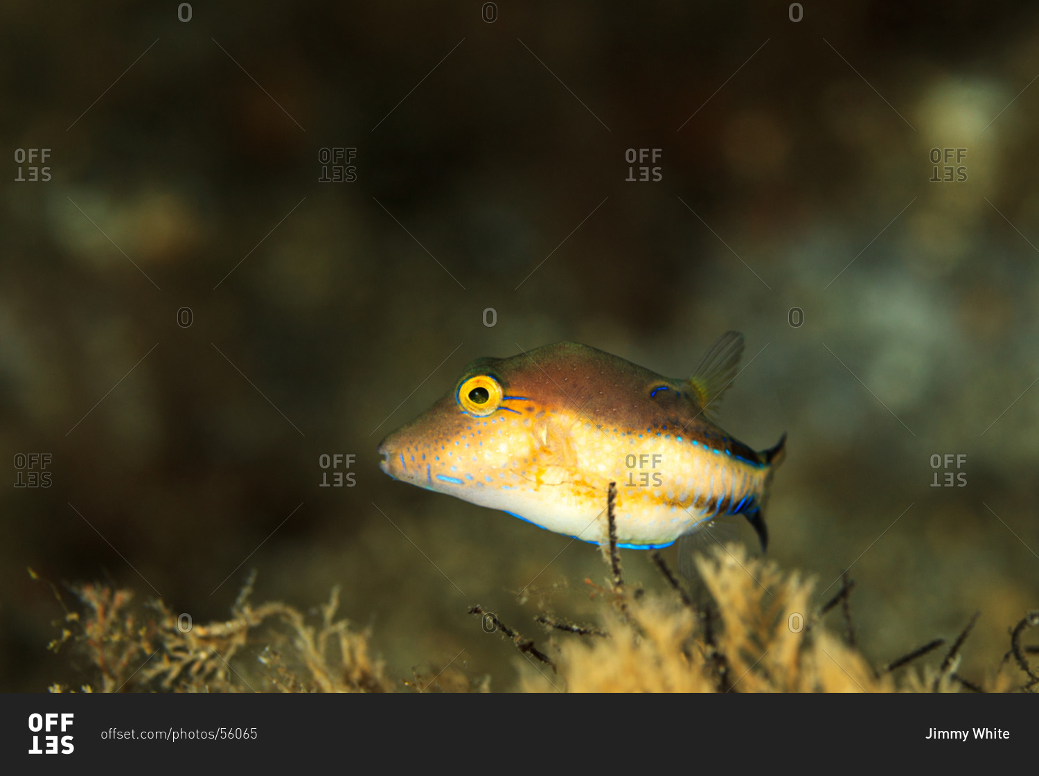 Portrait of a colorful fish