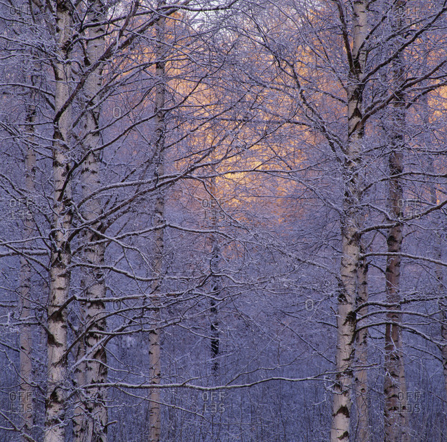 Bare trees of a forest covered with snow