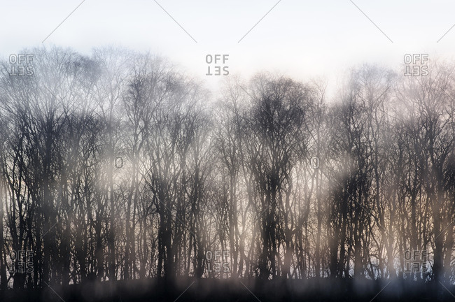 Mysterious landscape with bare trees