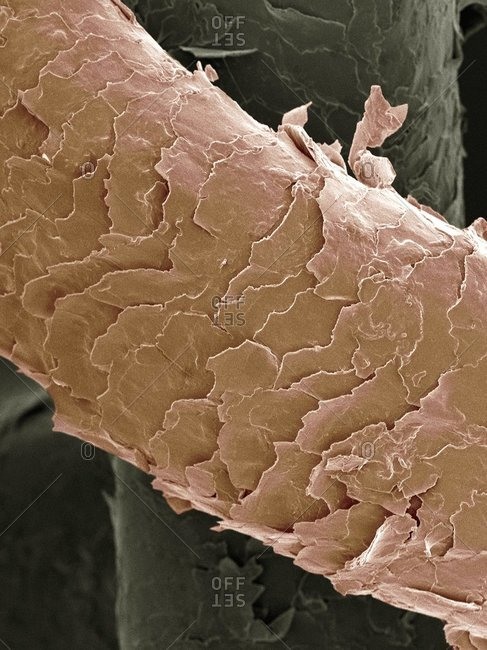 Human hair under microscope 3D illustration showing the structure of   stock photo 3245783  Crushpixel