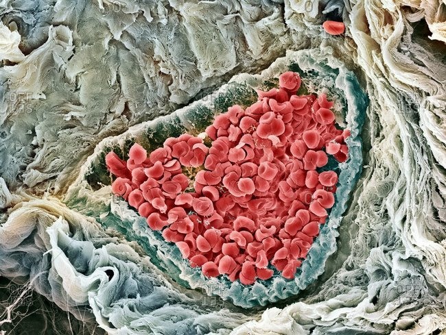human cell under electron microscope