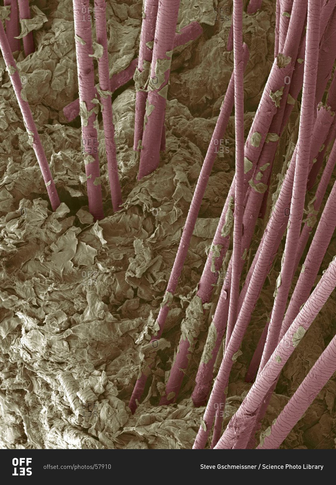 Из чего состоит волос человека под микроскопом