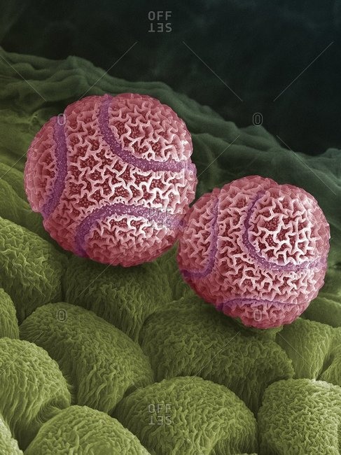 Electron Microscope Color