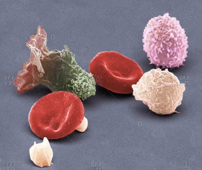 red blood cell microscope magnification