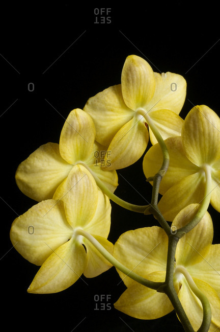 Closeup of yellow orchids in bloom