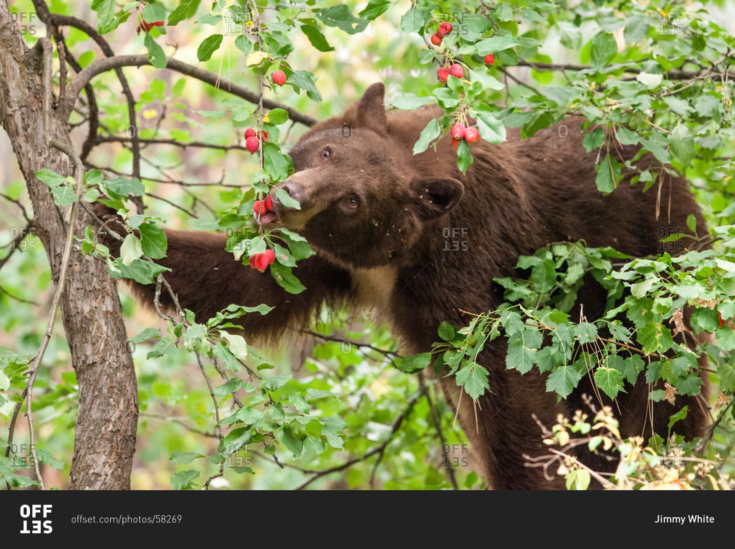 Brown bear eating rose hips