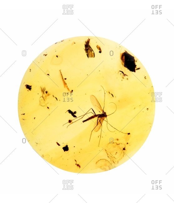 Mosquito and remnants of other insects preserved in fossilized resin of a coniferous tree