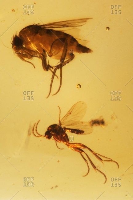 Insects fossilized in amber.