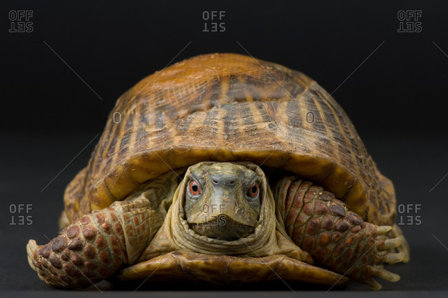 Ornate box turtles (Terrapene ornata)
