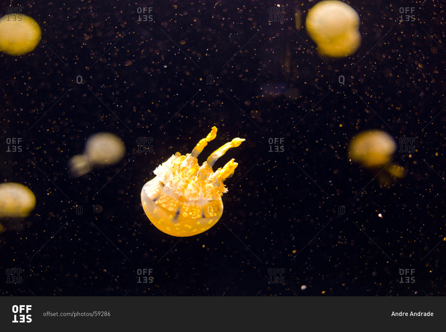 Colorful jellyfishes floating underwater