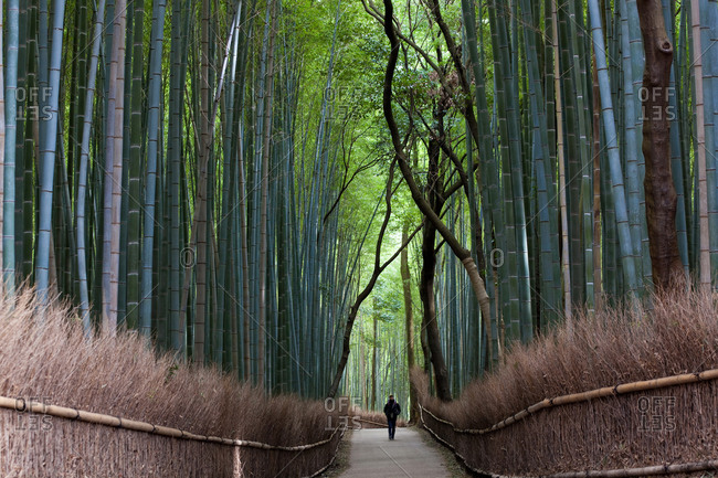 Man walking through bamboo forest in Kyoto, Japan