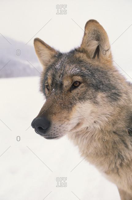 A captive wolf studied by Carpathian Large Carnivore Project.