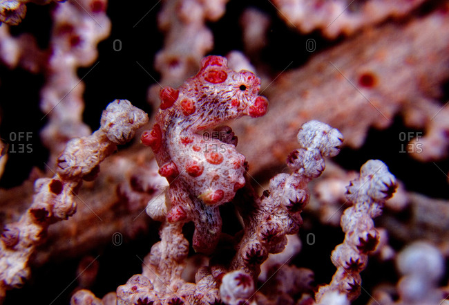 Pygmy Seahorse (Hippocanthus Bargibanti), Camouflaged Within A Gorgonian