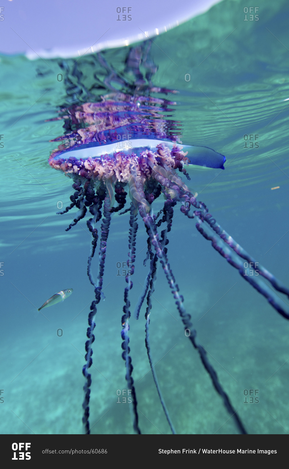 Over/Under View Of A Man Of War, Also Known As Portuguese Man Of War
