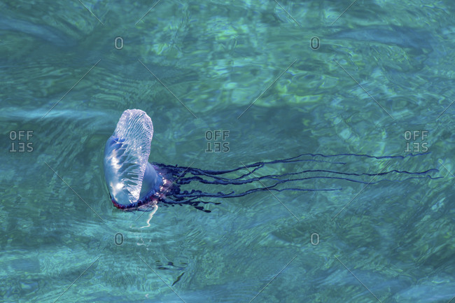 Man Of War, Also Known As Portuguese Man Of War (Physalia Physalis)