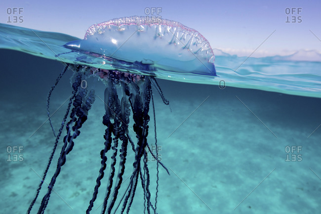 Over/Under View Of  A Man Of War, Also Known As Portuguese Man Of War, Physalia Physalis
