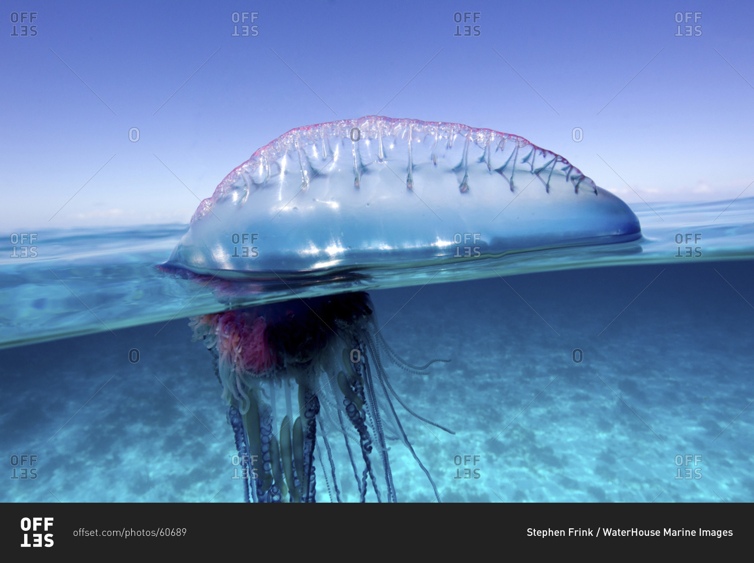 Over/Under View Of A Man Of War, Also Known As Portuguese Man Of War ...