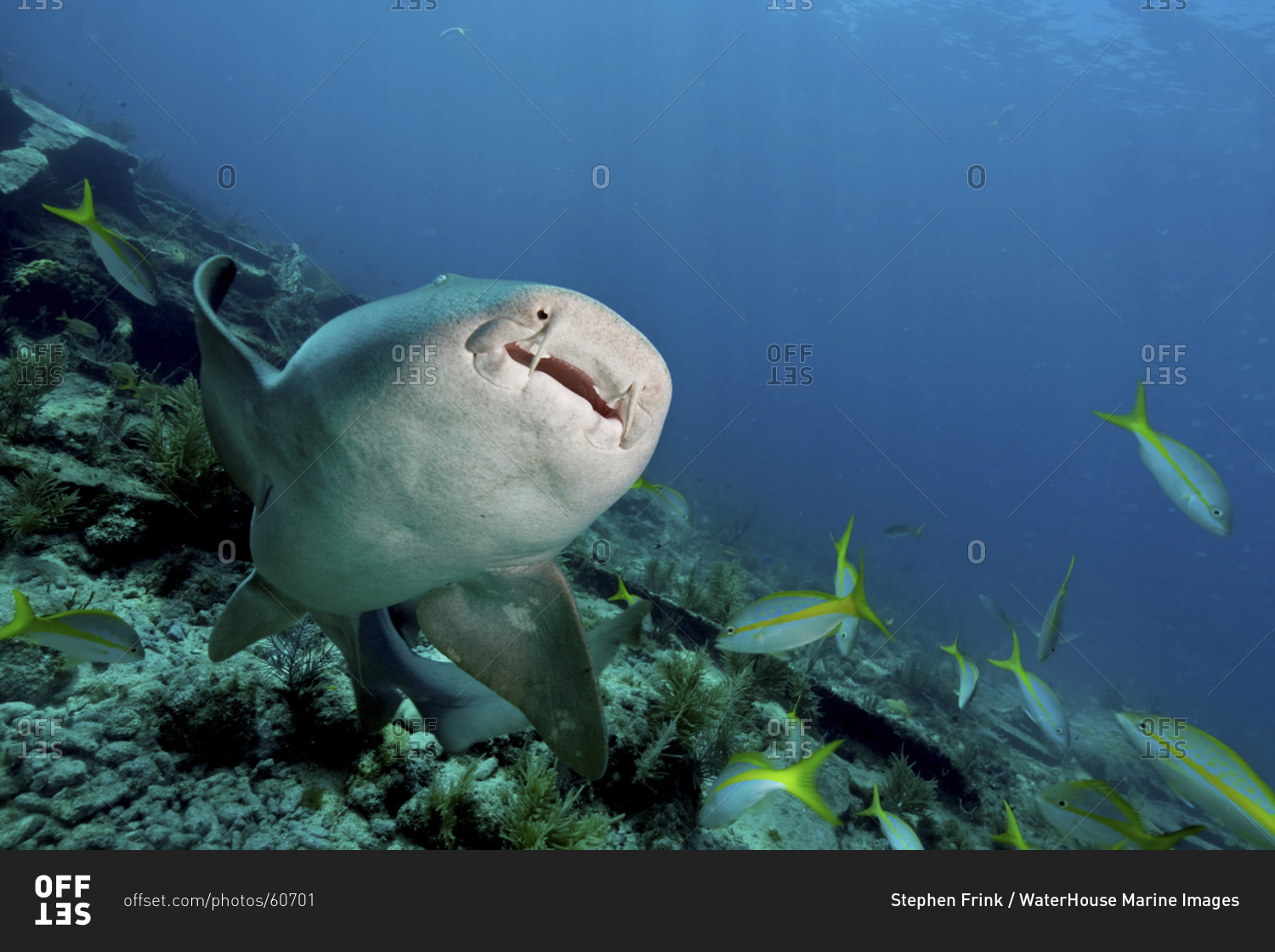 Nurse Shark (Ginglymostoma Cirratum) Near The City Of Washington Wreck, Key Largo, Florida
