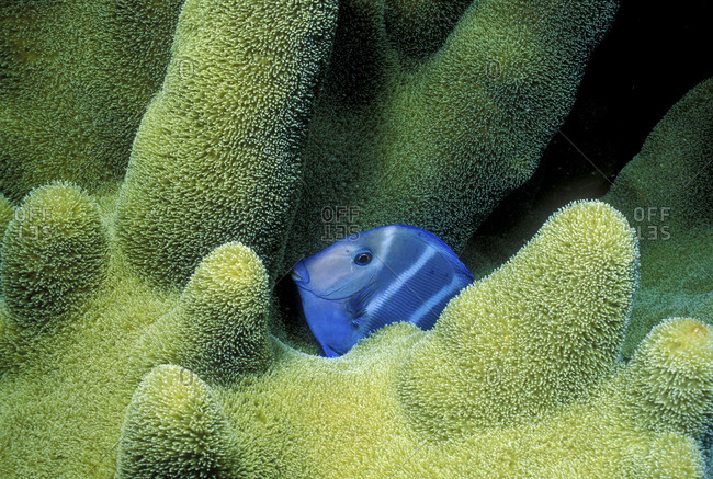 Close-Up Of Blue Tang At Night