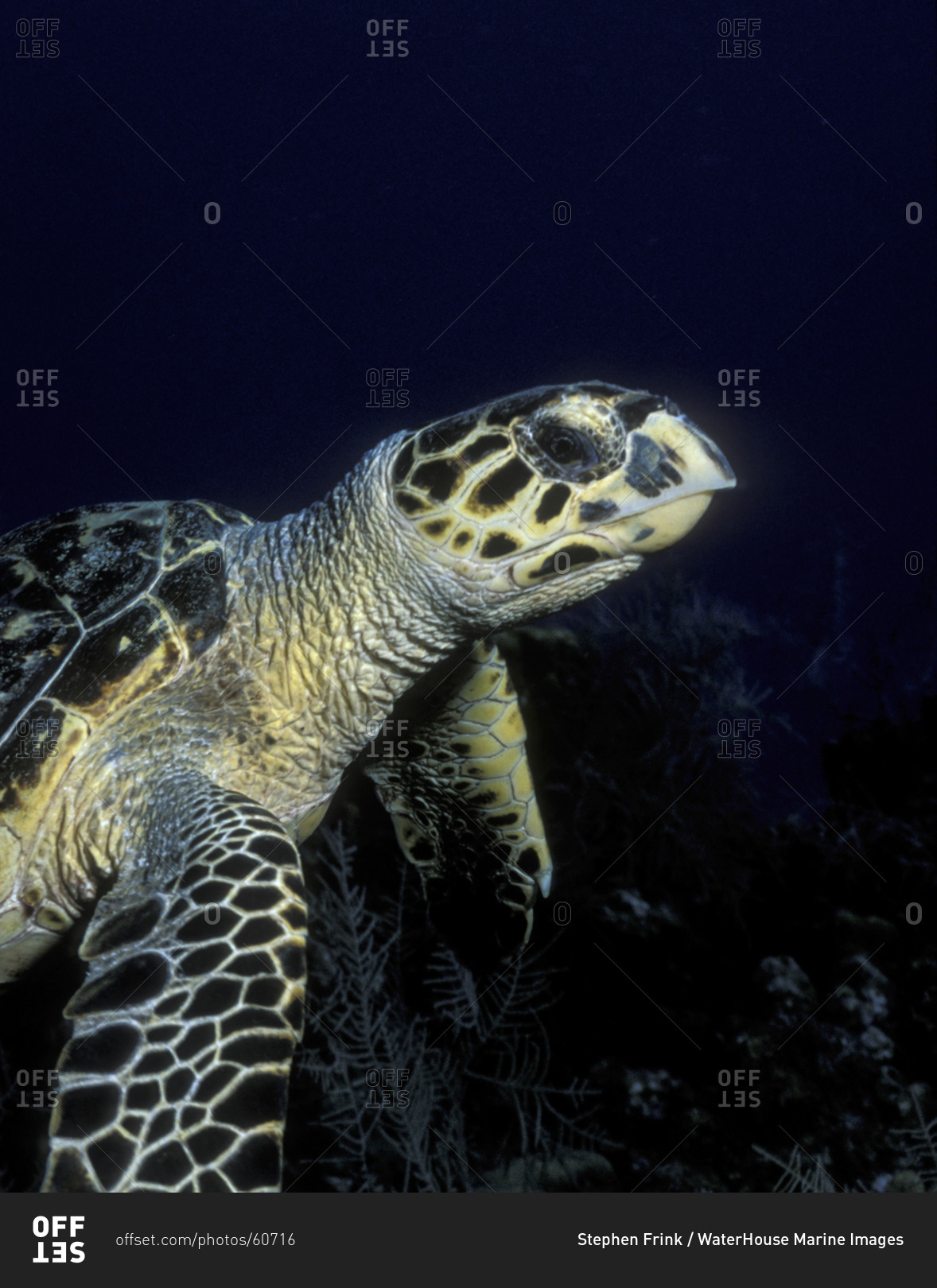 Close-Up Of Hawksbill Turtle
