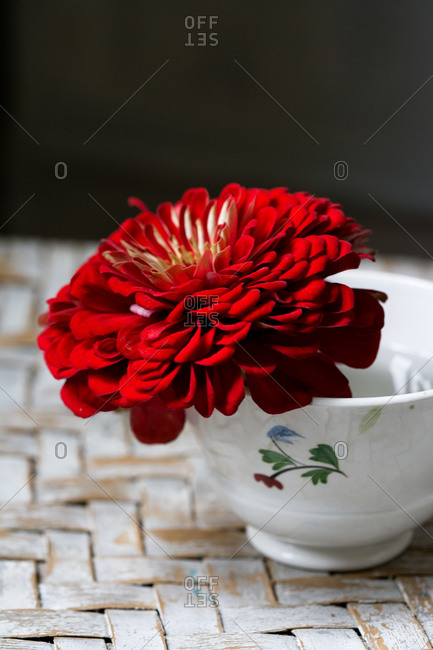 Close up of common Zinnias flower in small bowl