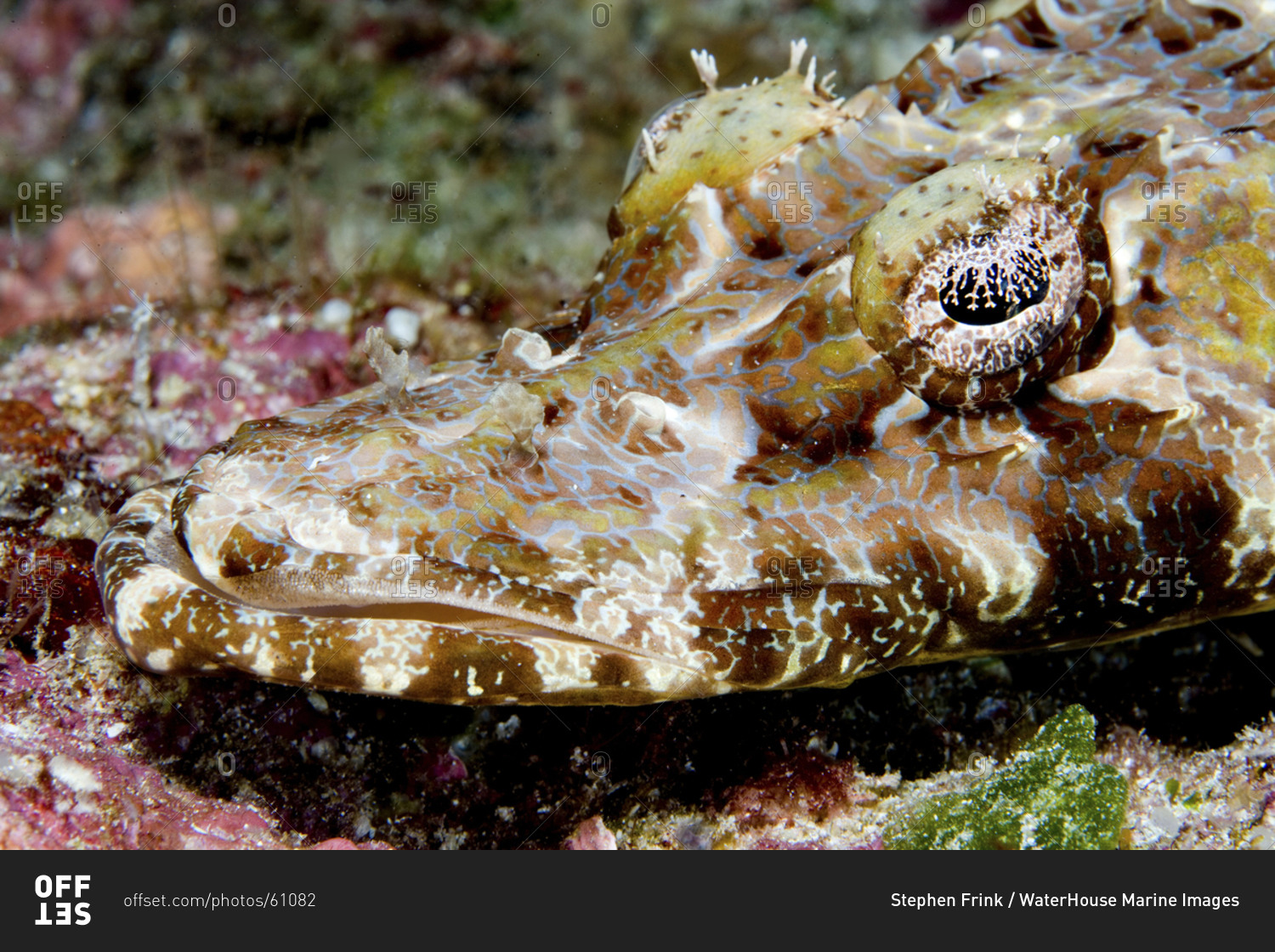 Close Up Of A Crocodile Fish, Cymbacephalus Beauforti, Indonesia